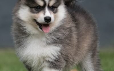 pomsky dog
