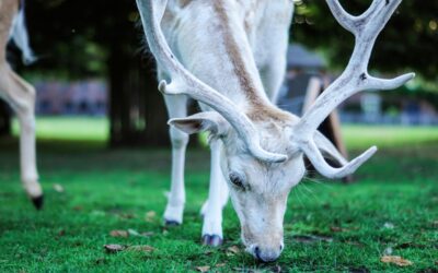 albino deer