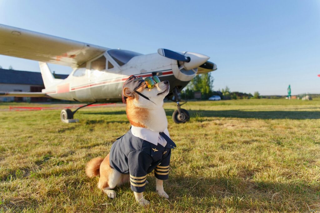 Best Airlines for Traveling with Pets