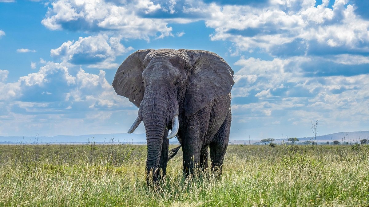 The African Bush Elephant The Gentle Giant of the Savanna 1 african bush elephant size