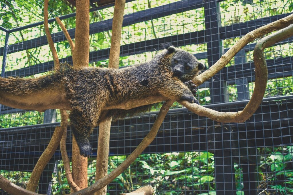 The Binturong The Bearcat of the Rainforest 1 binturong
