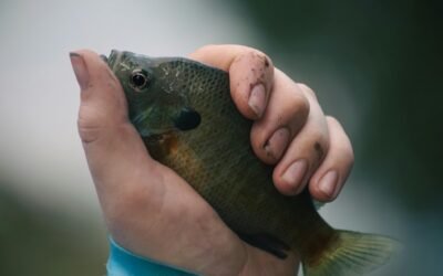 bluegill fish