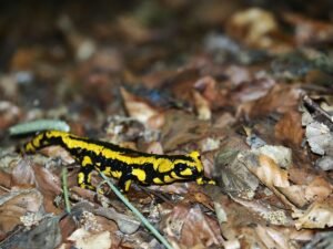 fire salamander