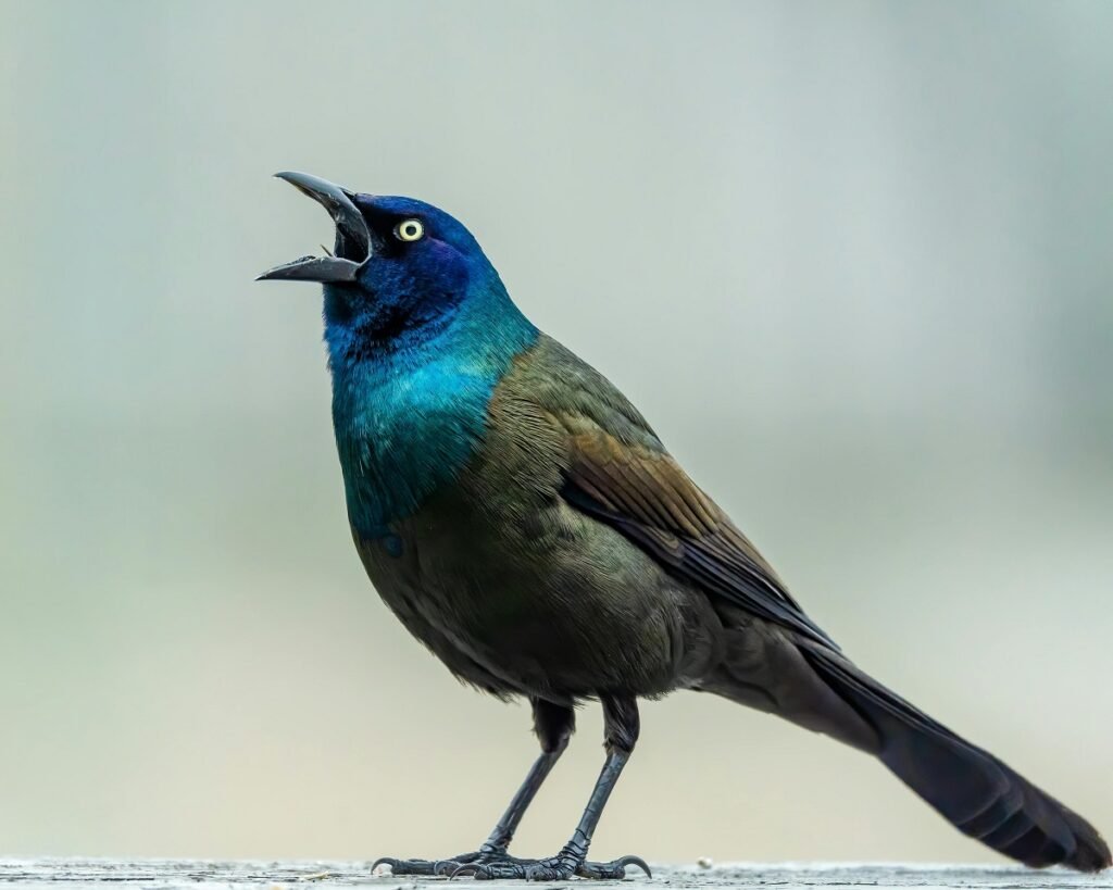 grackle