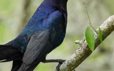grackle bird