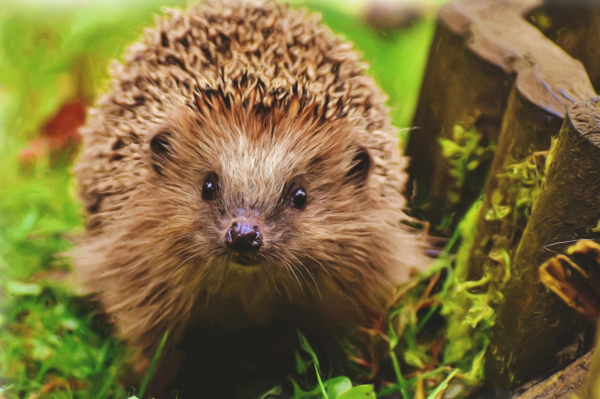 Hedgehog vs Guinea Pig Which Makes a Better Pet? 1 hedgehog