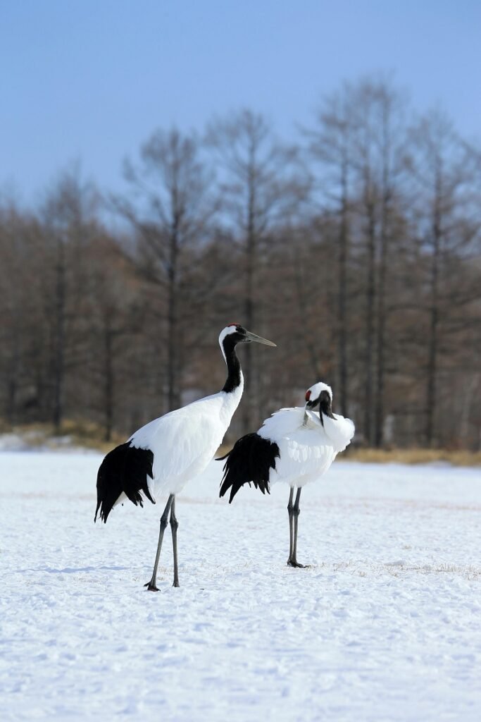 japanese red crowned crane
