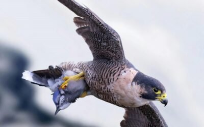 peregrine falcon