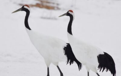 red crowned crane