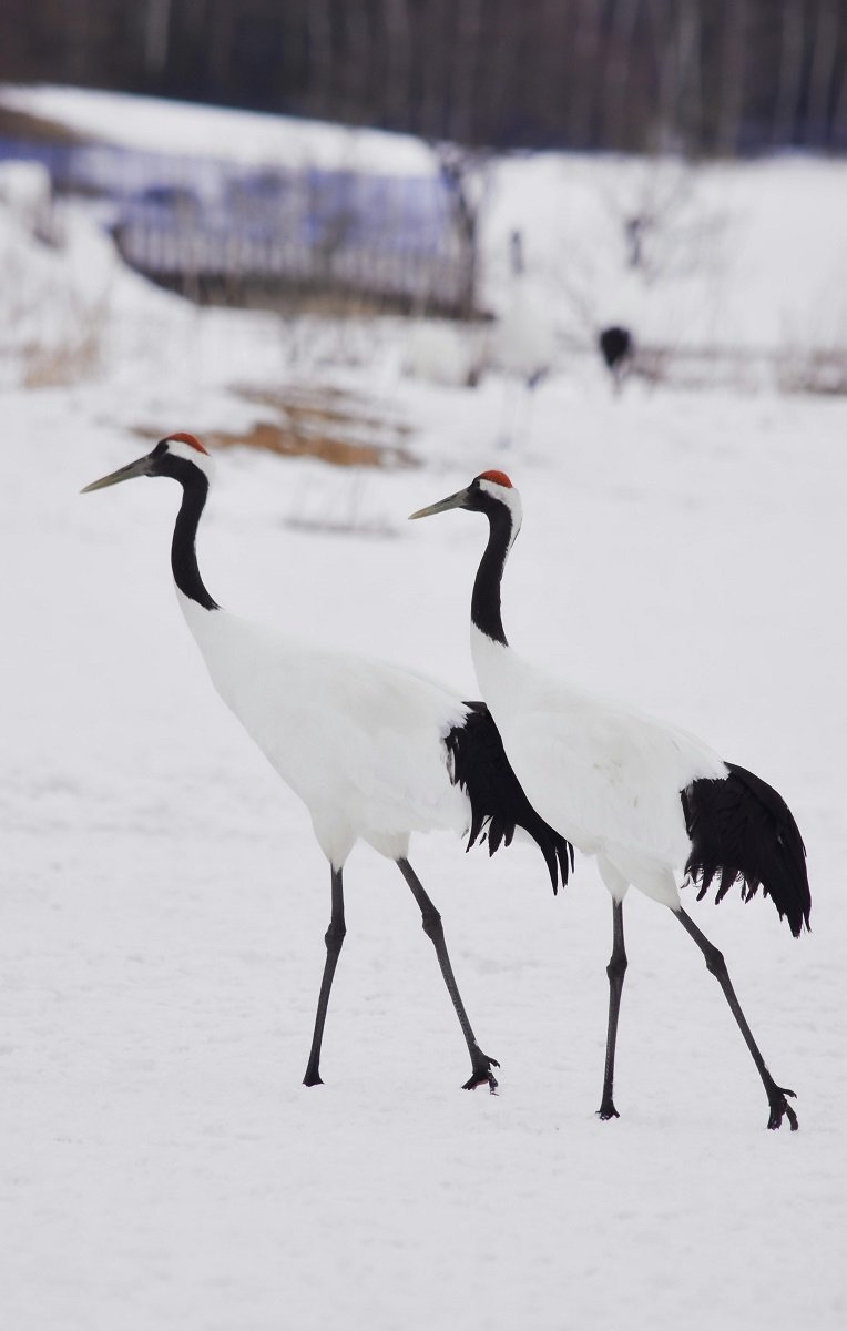 red crowned crane