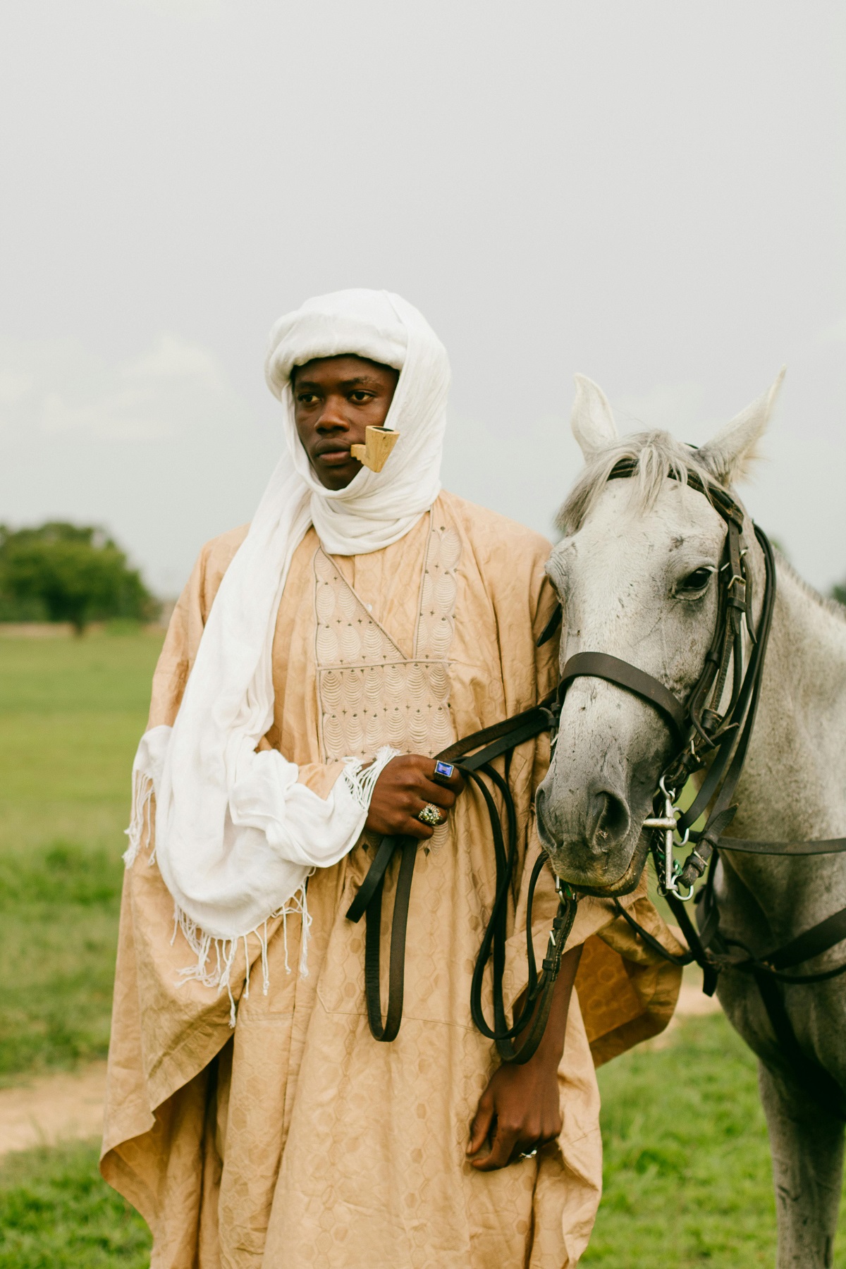 Arabian Horse