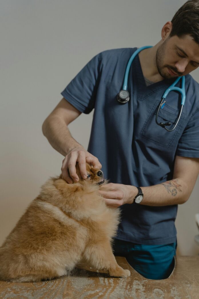 The Importance of Regular Veterinary Care