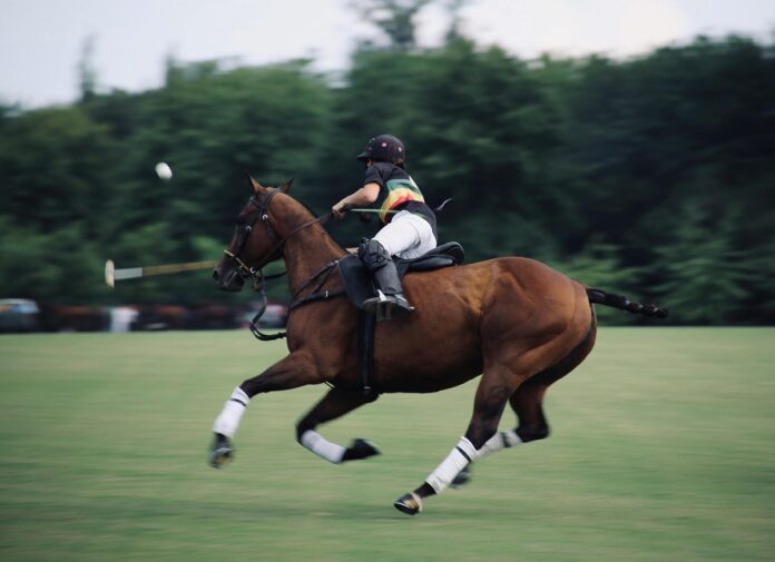 Thoroughbred