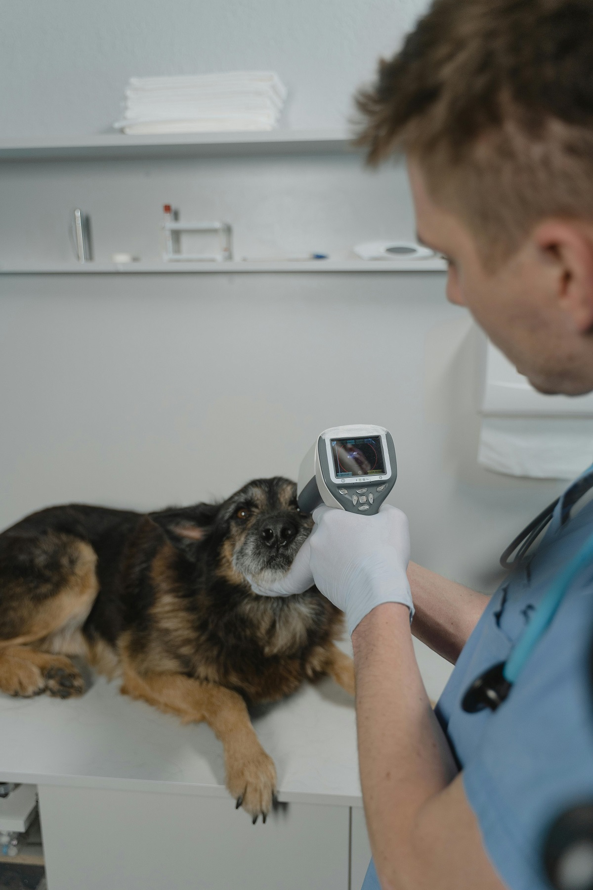 The Importance of Regular Veterinary Care 1 Veterinary Care