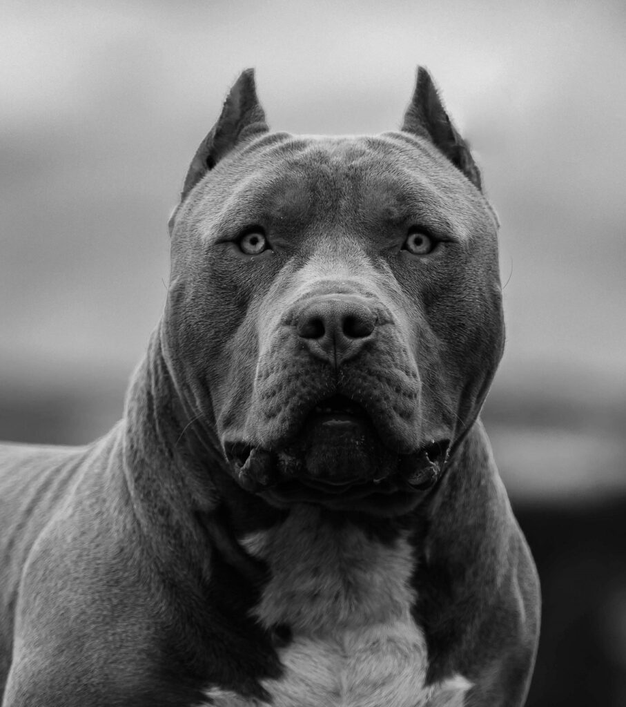 american bully