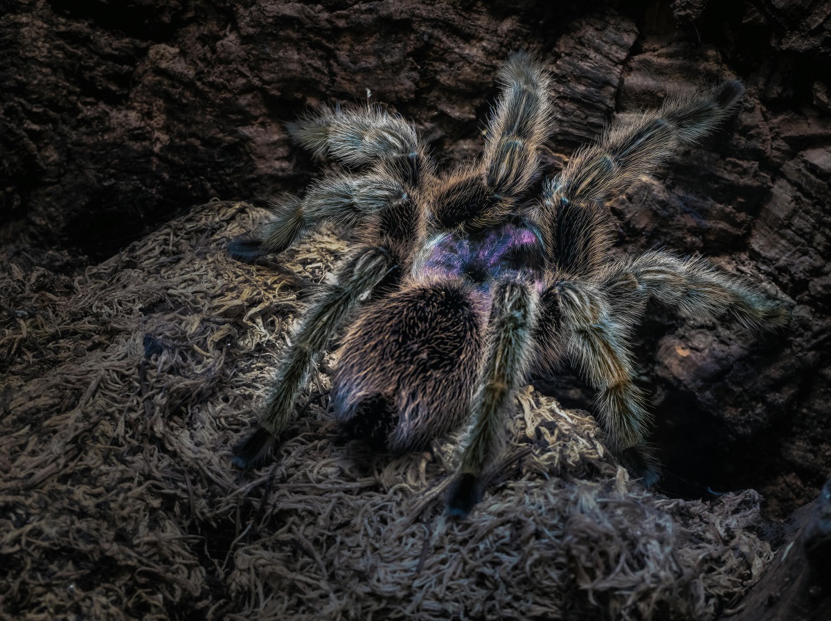 baby brazilian black tarantula