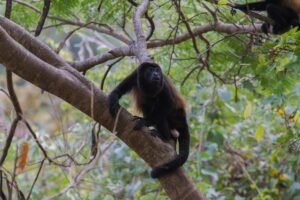 howler monkey