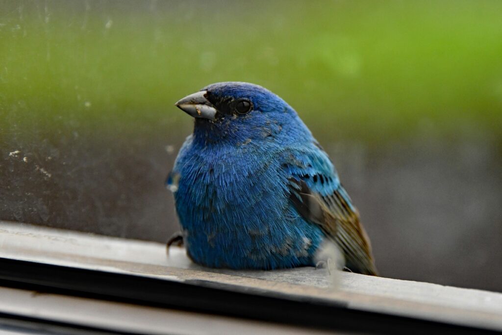 The Blue Grosbeak A Colorful Wonder of the Bird World 1 blue grosbeak