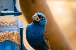 blue grosbeak bird