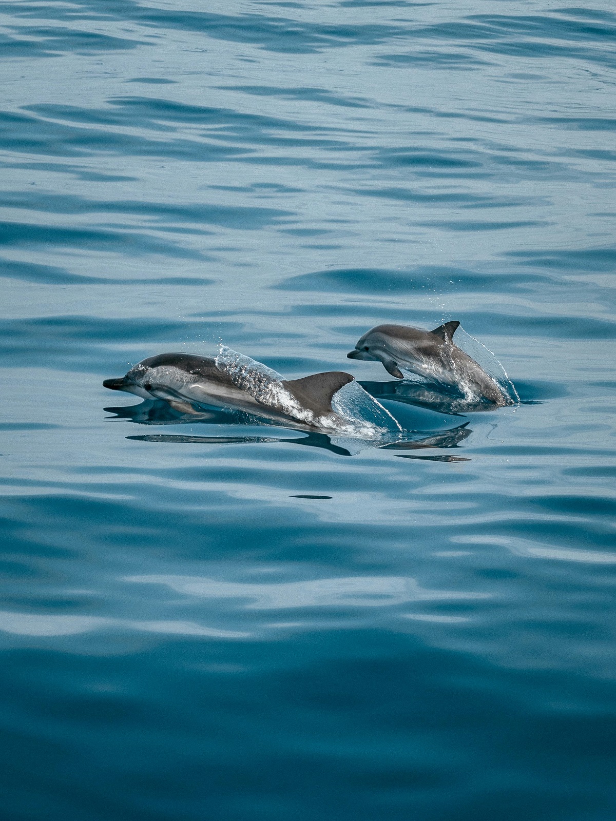 bottlenose dolphin