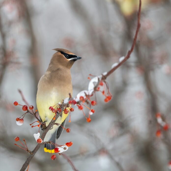 cedar waxwing