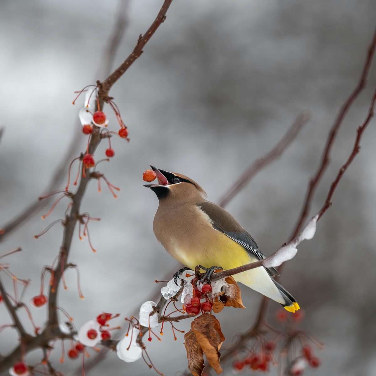cedar waxwing bird