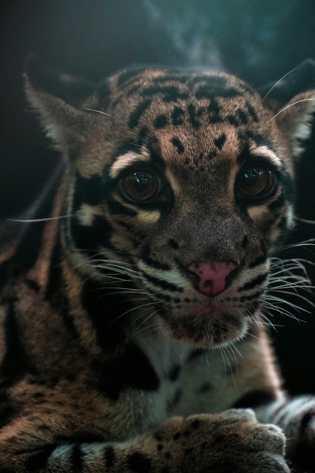 The Mysterious Clouded Leopard A Hidden Gem of the Forest 1 clouded leopard