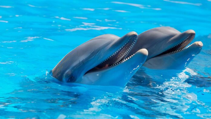 bottlenose dolphin
