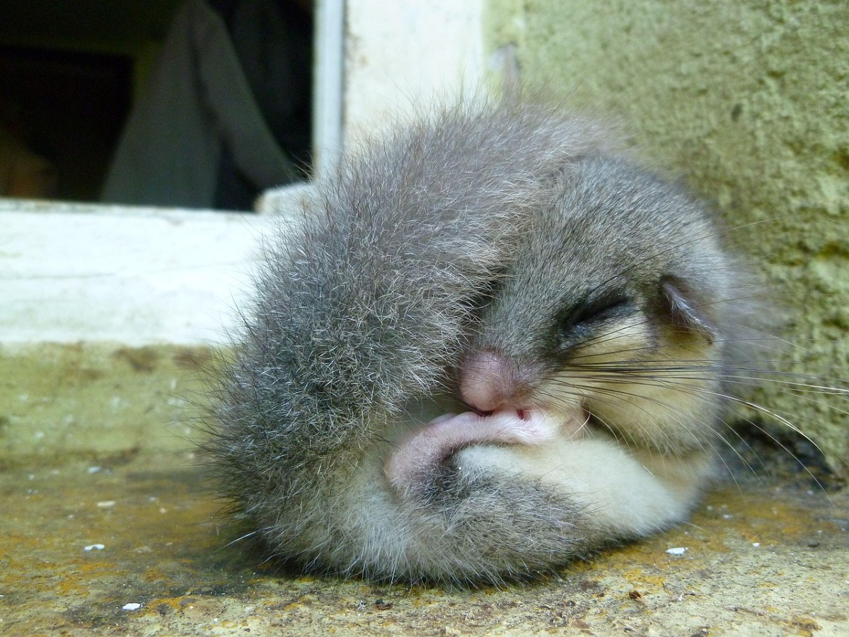 dormouse