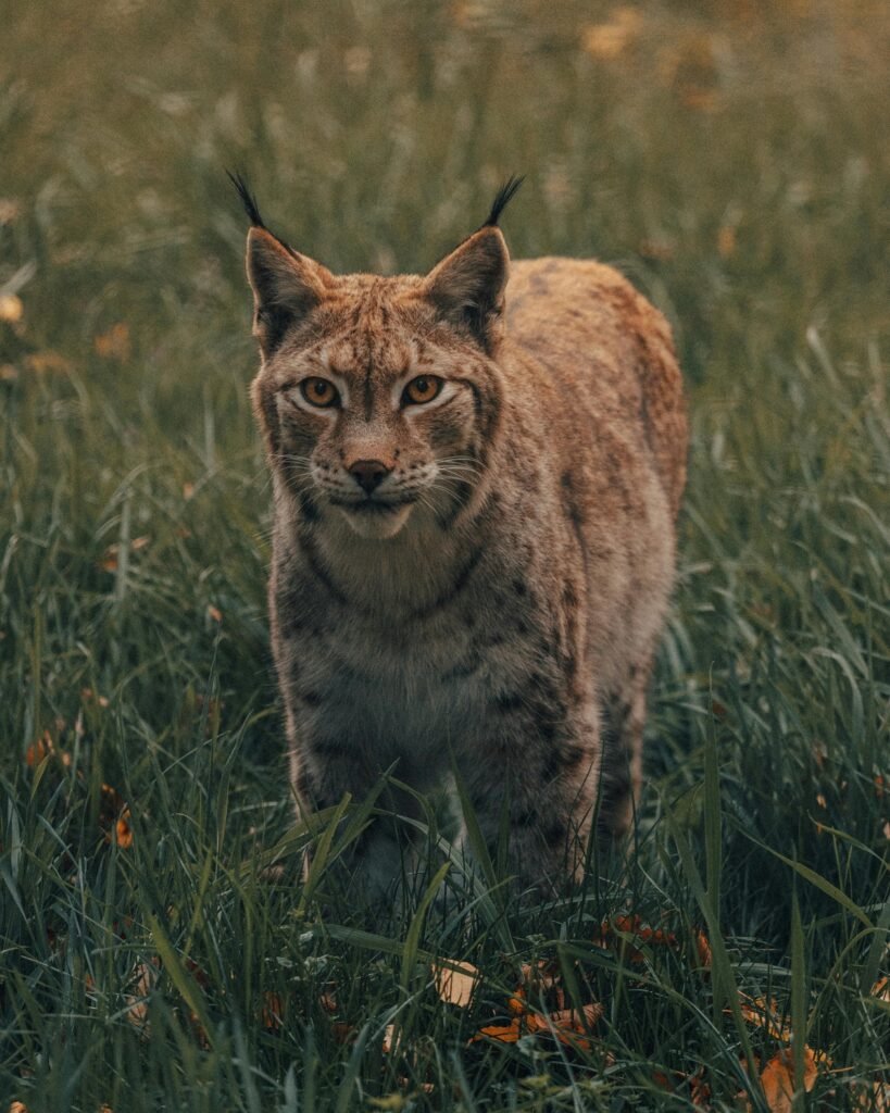 eurasian lynx