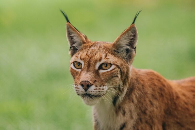 eurasian lynx lifespan