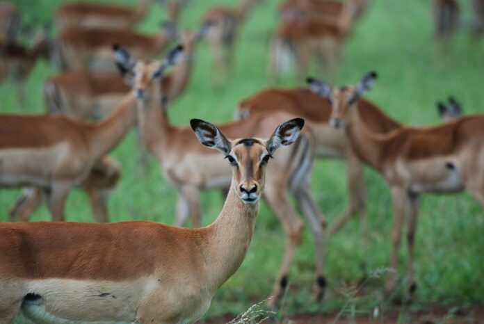 gazelle dear