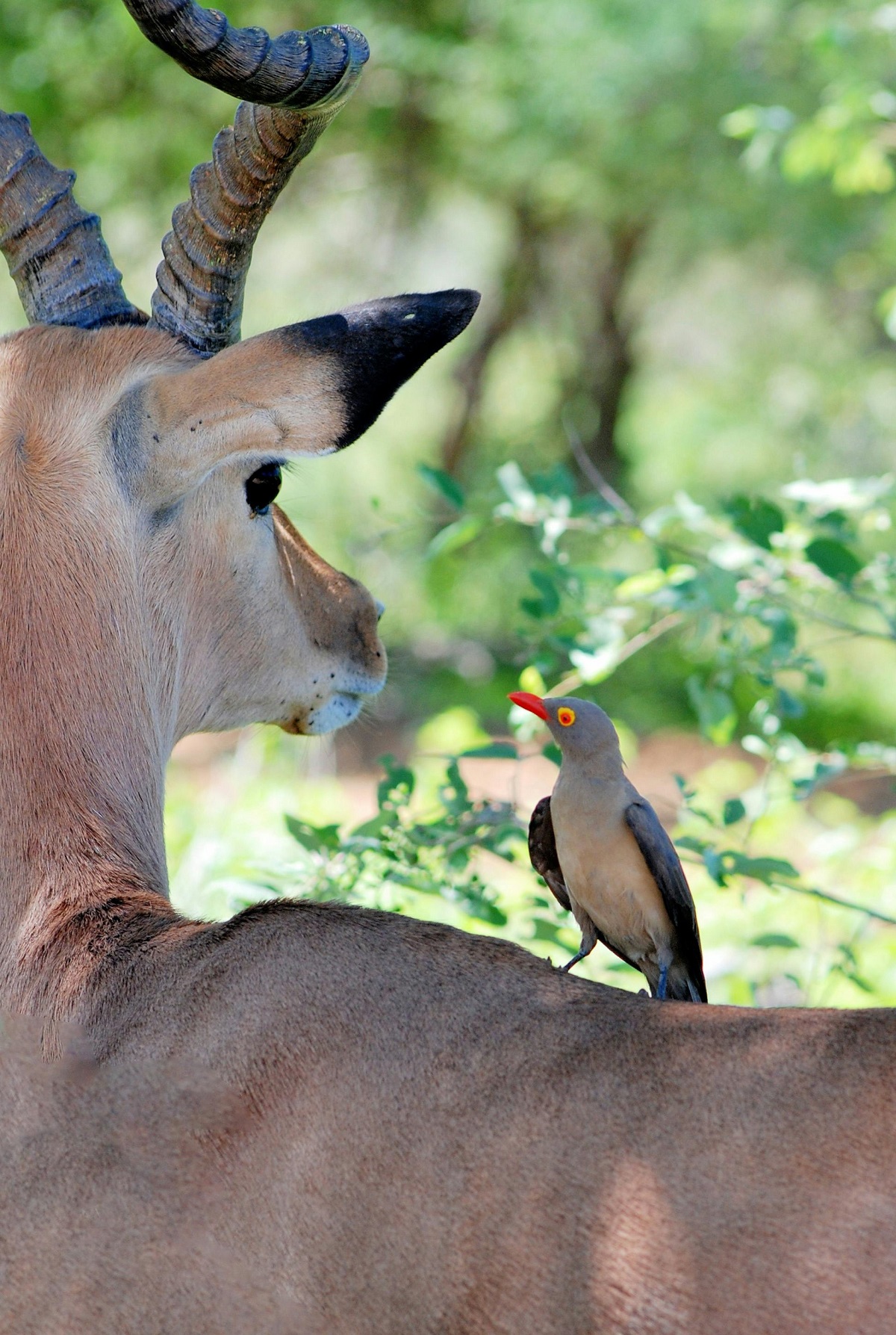 The Enchanting World of Gazelles 1 gazelle