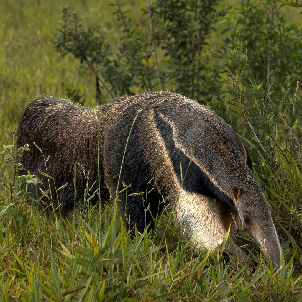 giant anteater