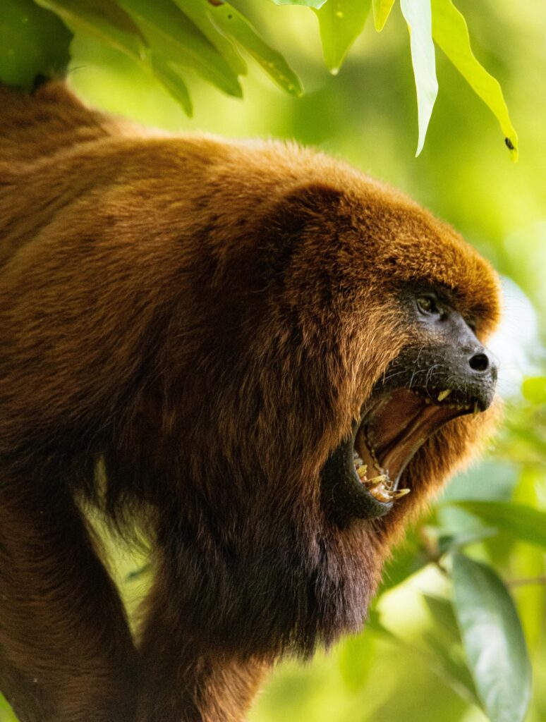 howler monkey
