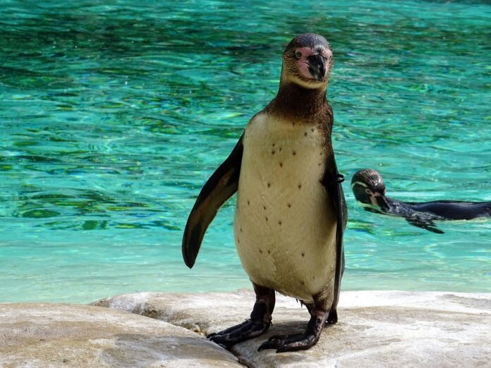 humboldt penguin facts