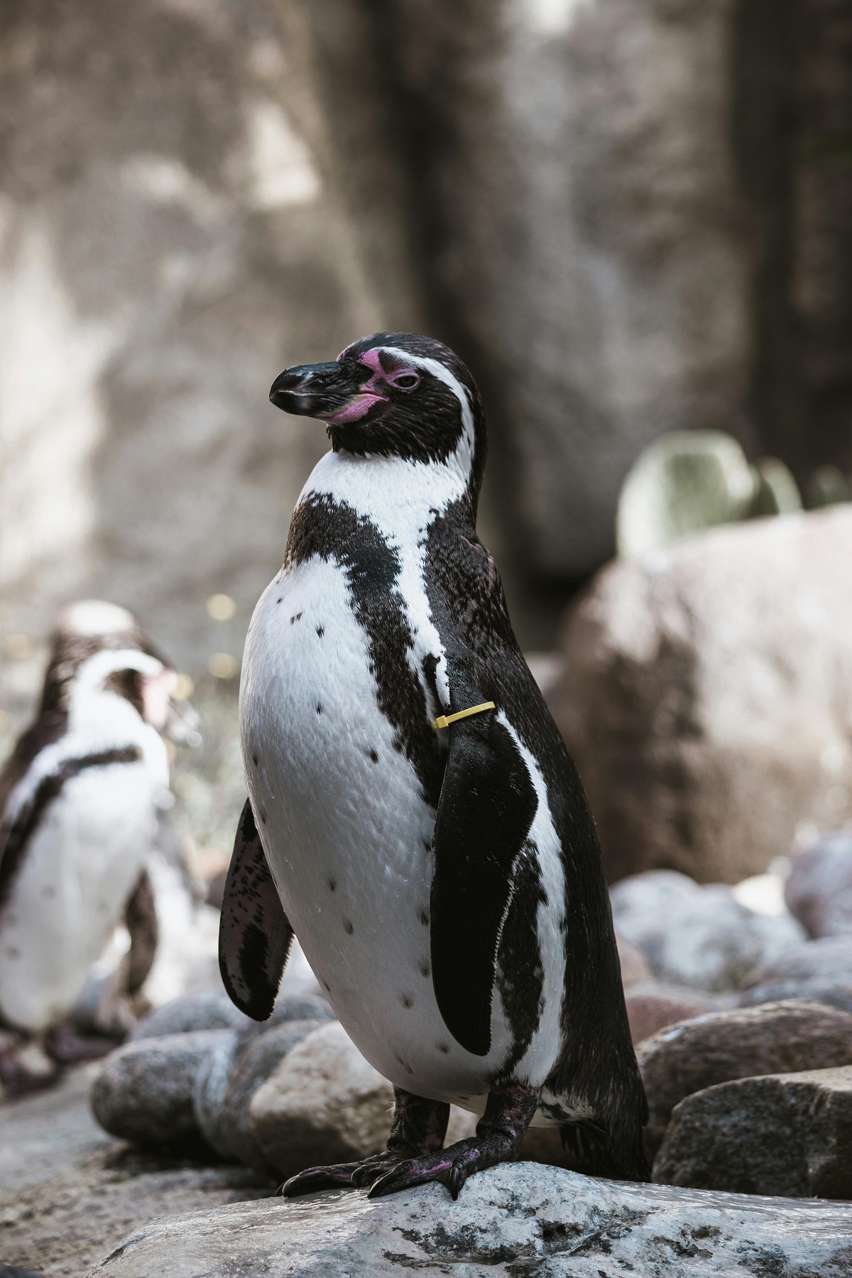 humboldt penguin
