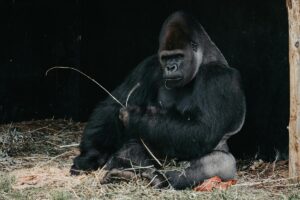 western lowland gorilla