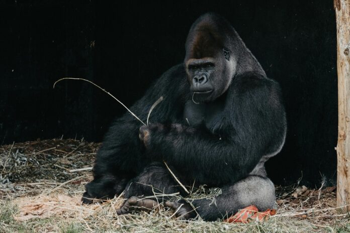 western lowland gorilla
