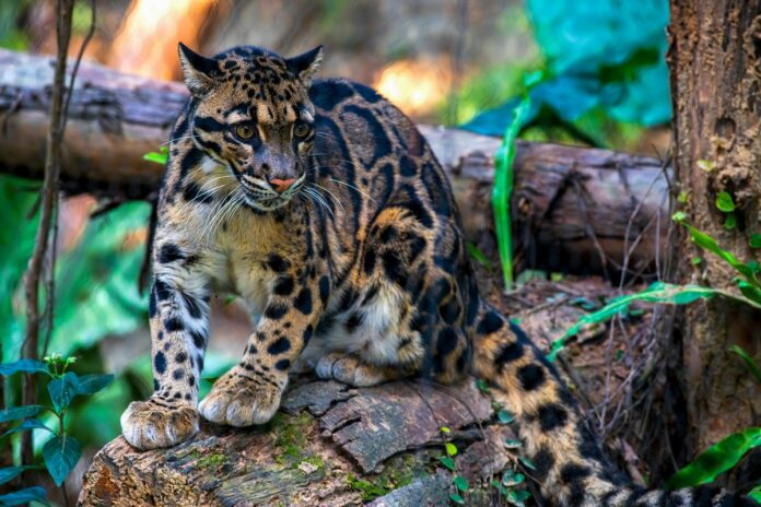 sunda clouded leopard