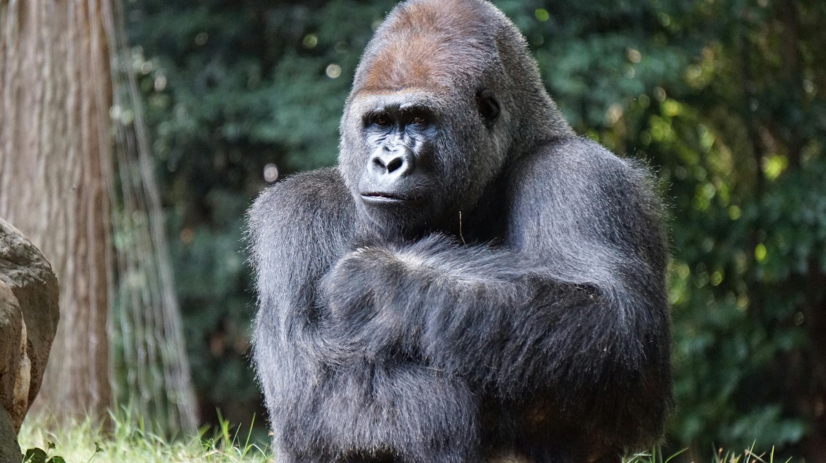 The Western Lowland Gorilla A Gentle Giant of the Forest 1 western lowland gorilla