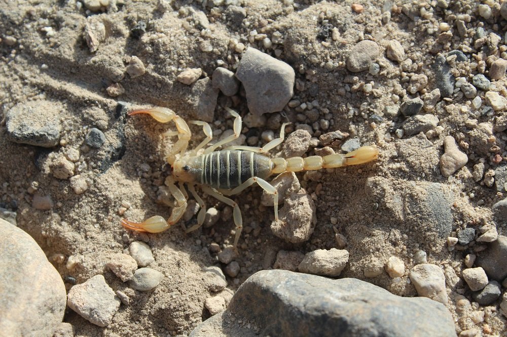 arizona bark scorpion