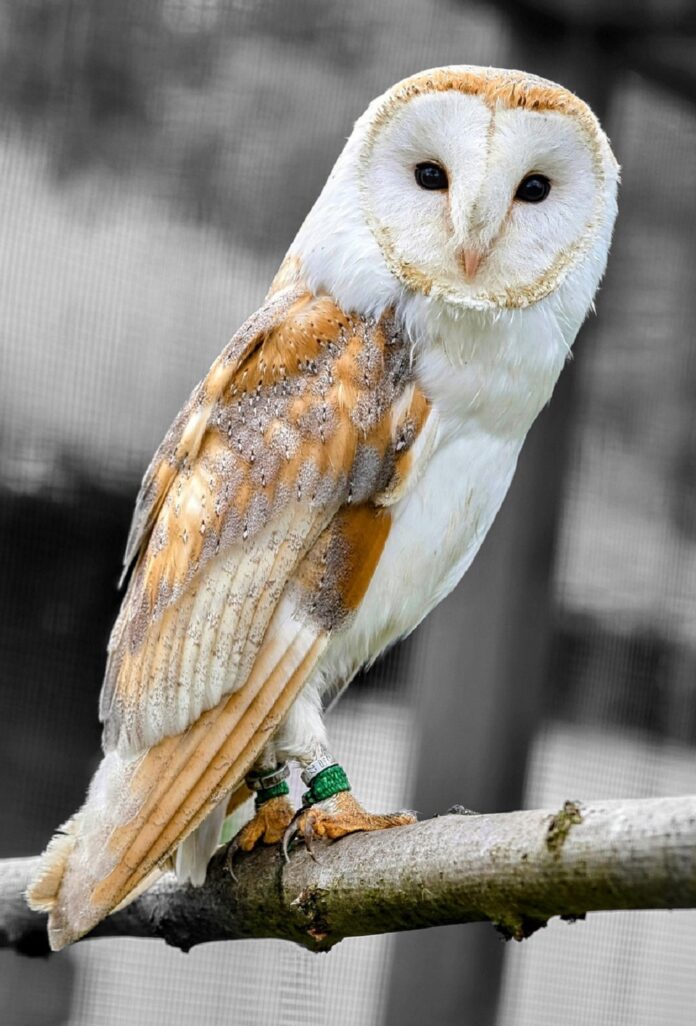 Barn Owl