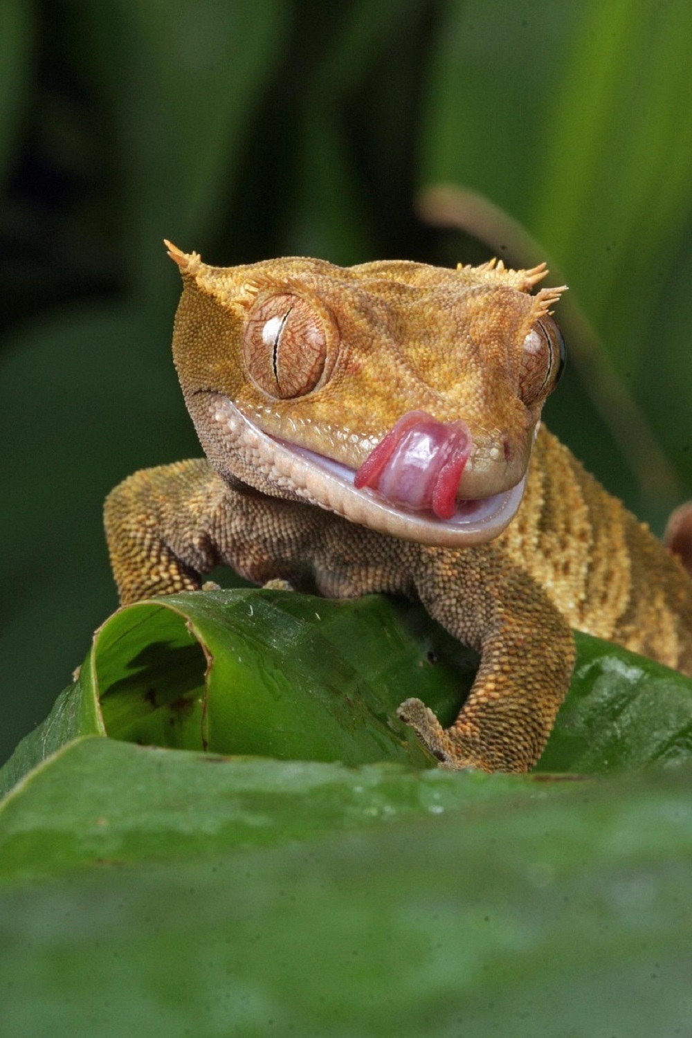 Crested Gecko