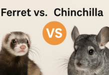 Ferret vs Chinchilla