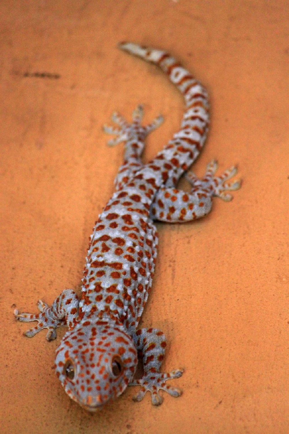 Gargoyle Gecko