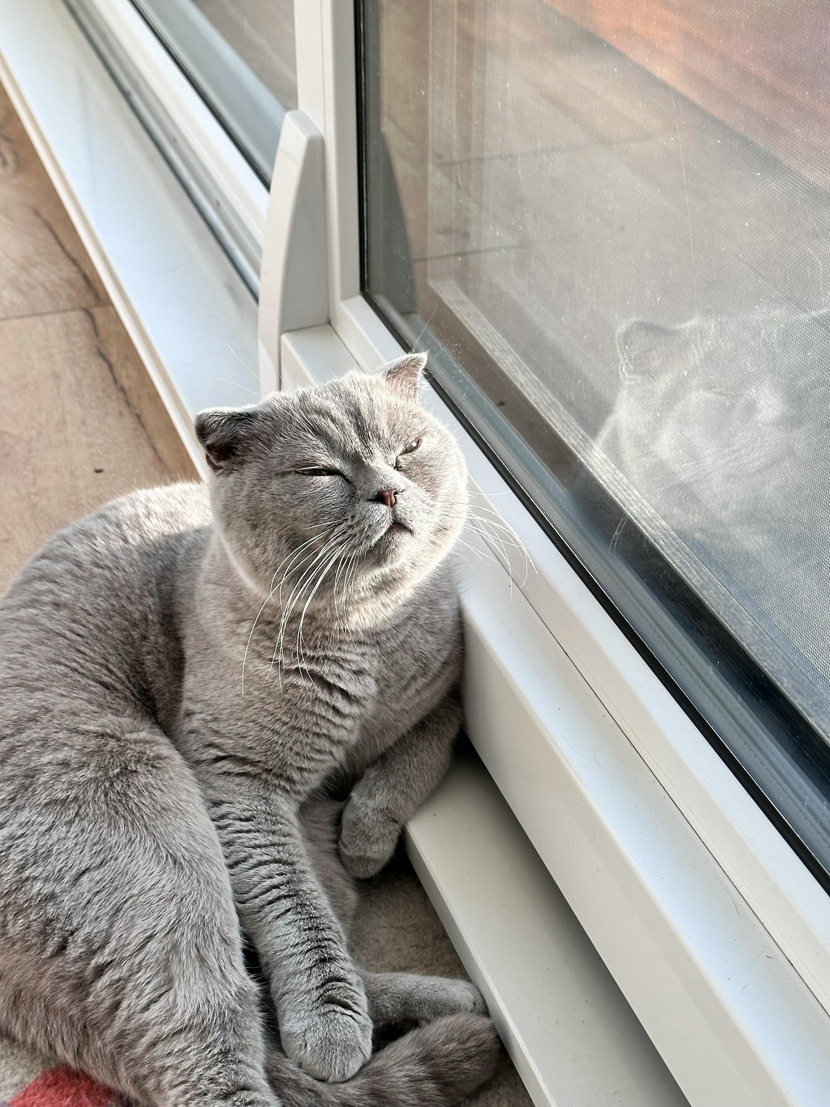 Scottish Fold