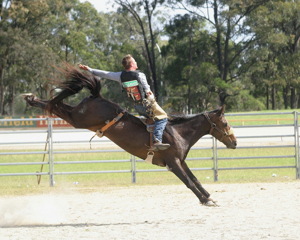 australian stock horse