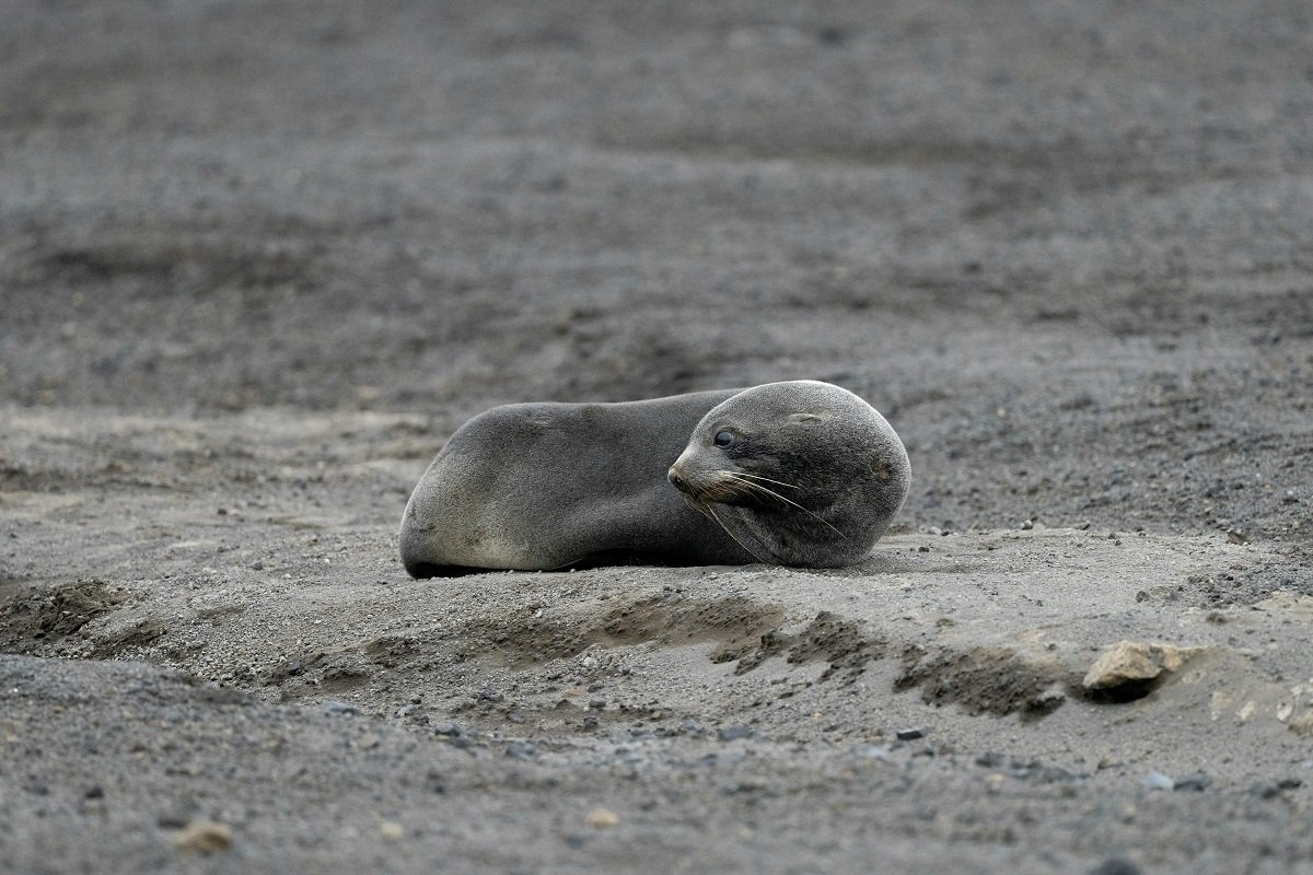 The Amazing Crabeater Seal Antarctica’s Most Common Seal 2 crabeater seal diet