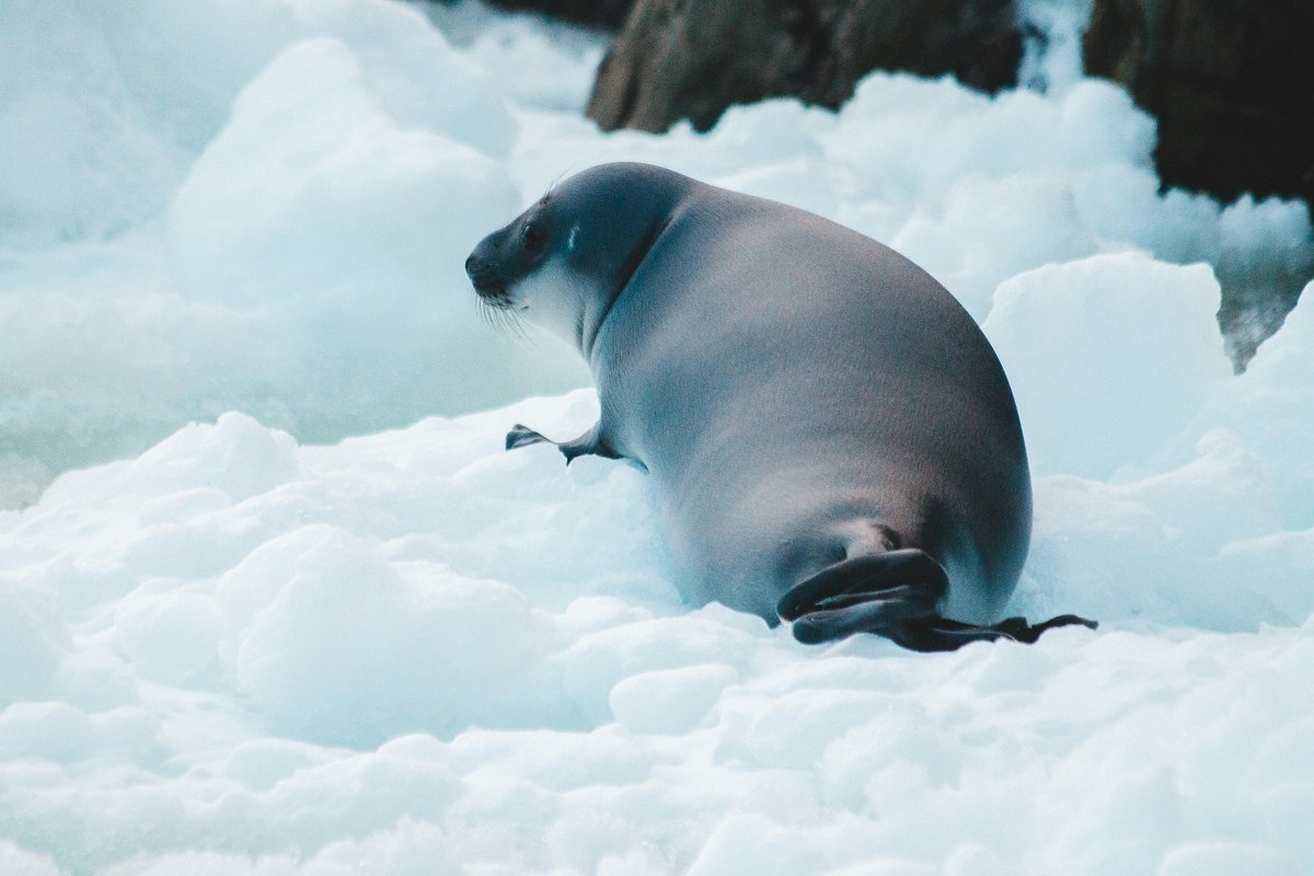 The Amazing Crabeater Seal Antarctica’s Most Common Seal 1 crabeater seal